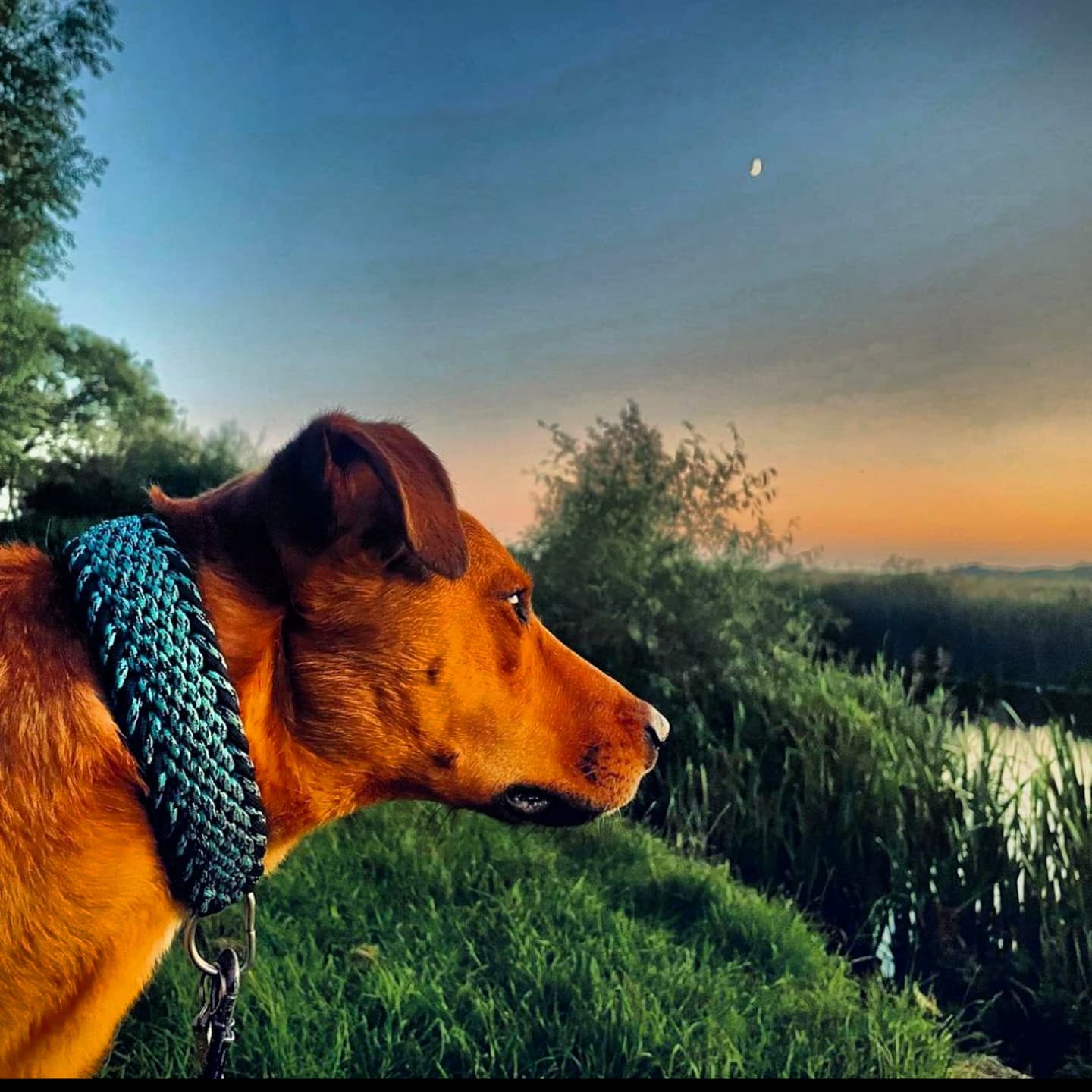 Custom Made Paracord Dog Collar